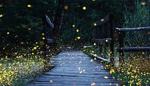 Avistamiento Luciérnagas luciernagas