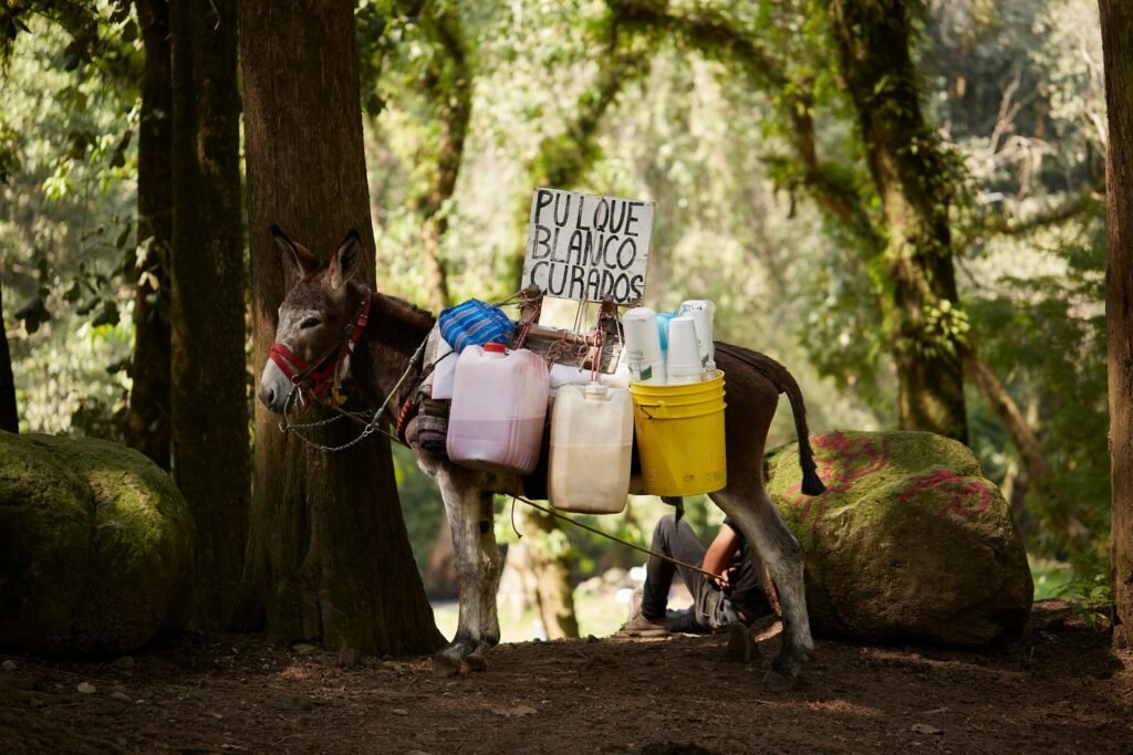 burro con pulque