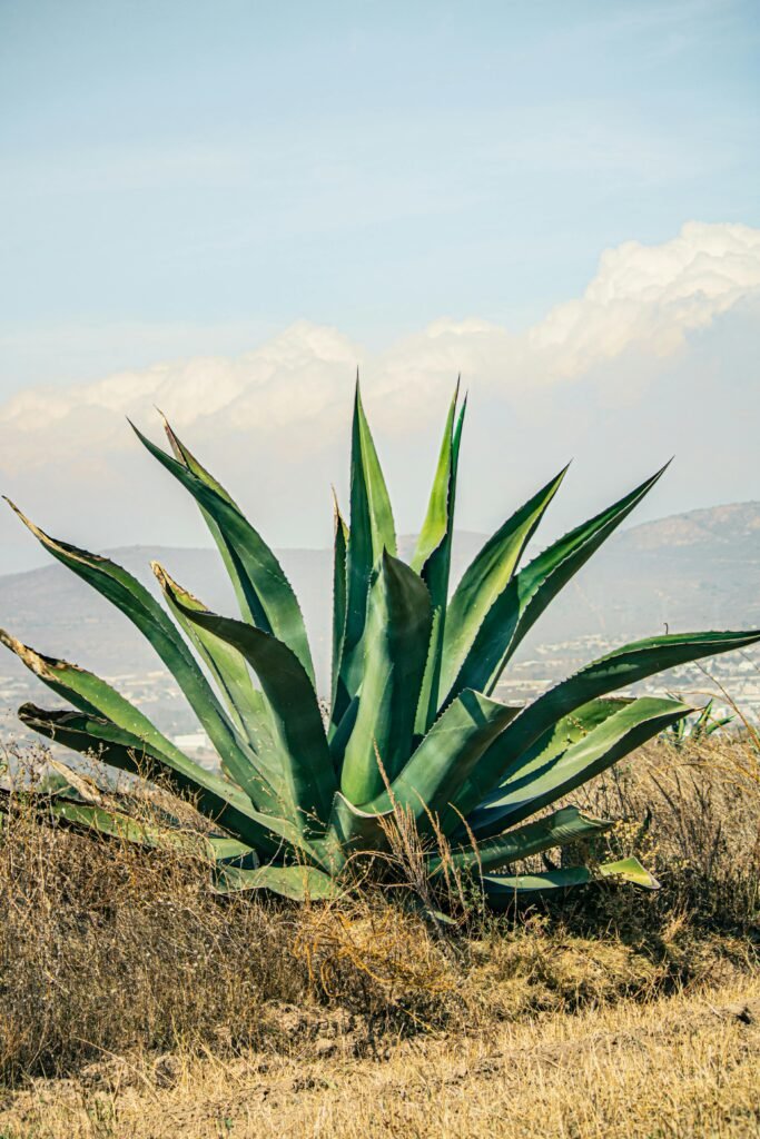 pexels minimoy 35757488